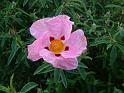 Cistus Pink